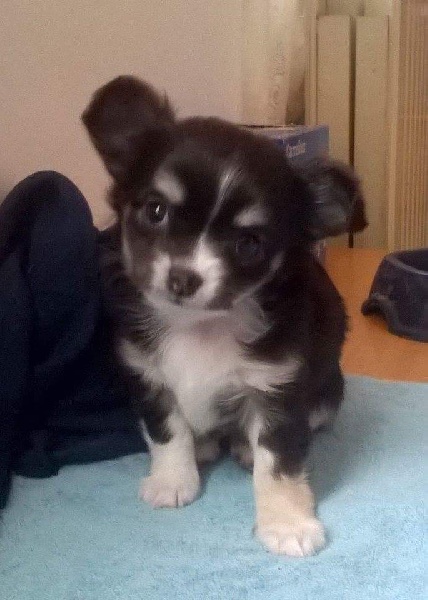 Meeko de la lucheniere
